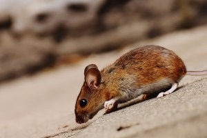 Mice Exterminator, Pest Control in Goffs Oak, Cheshunt, EN7. Call Now 020 8166 9746