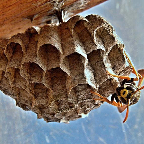 Wasps Nest, Pest Control in Goffs Oak, Cheshunt, EN7. Call Now! 020 8166 9746