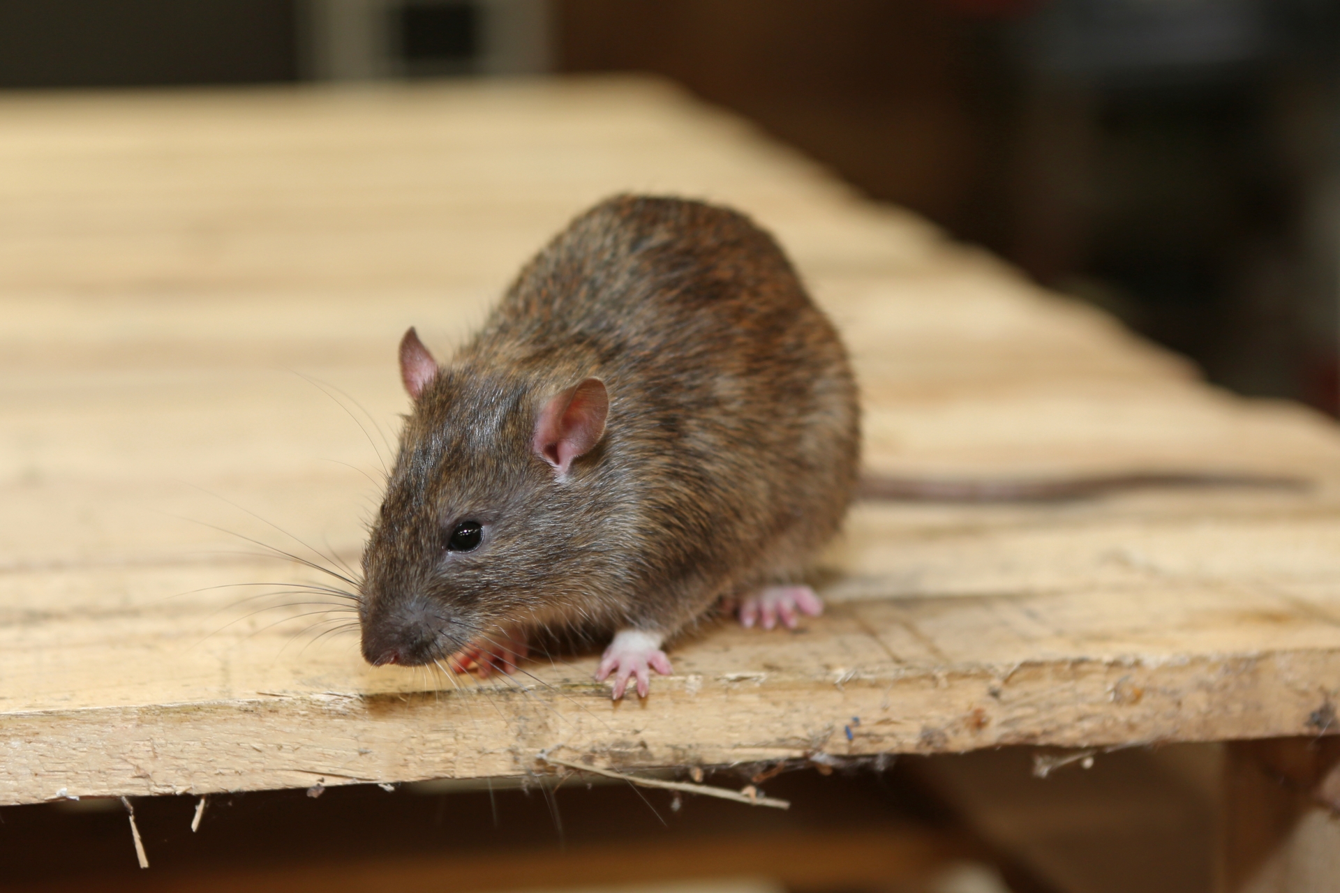 Rat Infestation, Pest Control in Goffs Oak, Cheshunt, EN7. Call Now 020 8166 9746