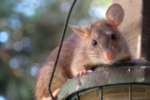 Rat Control, Pest Control in Goffs Oak, Cheshunt, EN7. Call Now 020 8166 9746
