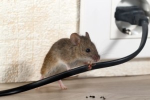 Mice Control, Pest Control in Goffs Oak, Cheshunt, EN7. Call Now 020 8166 9746
